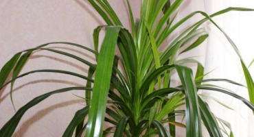 Příčiny žloutnutí a sušení listů v juce a co dělat